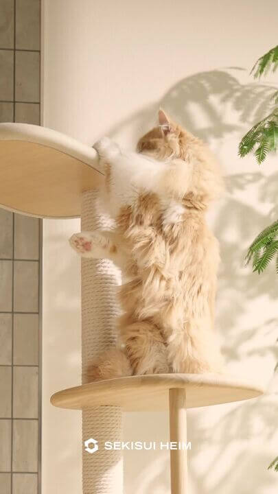 くつろぎ猫