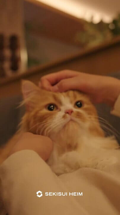 ゆったり猫
