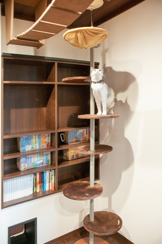 本棚の前のキャットタワーに登る猫