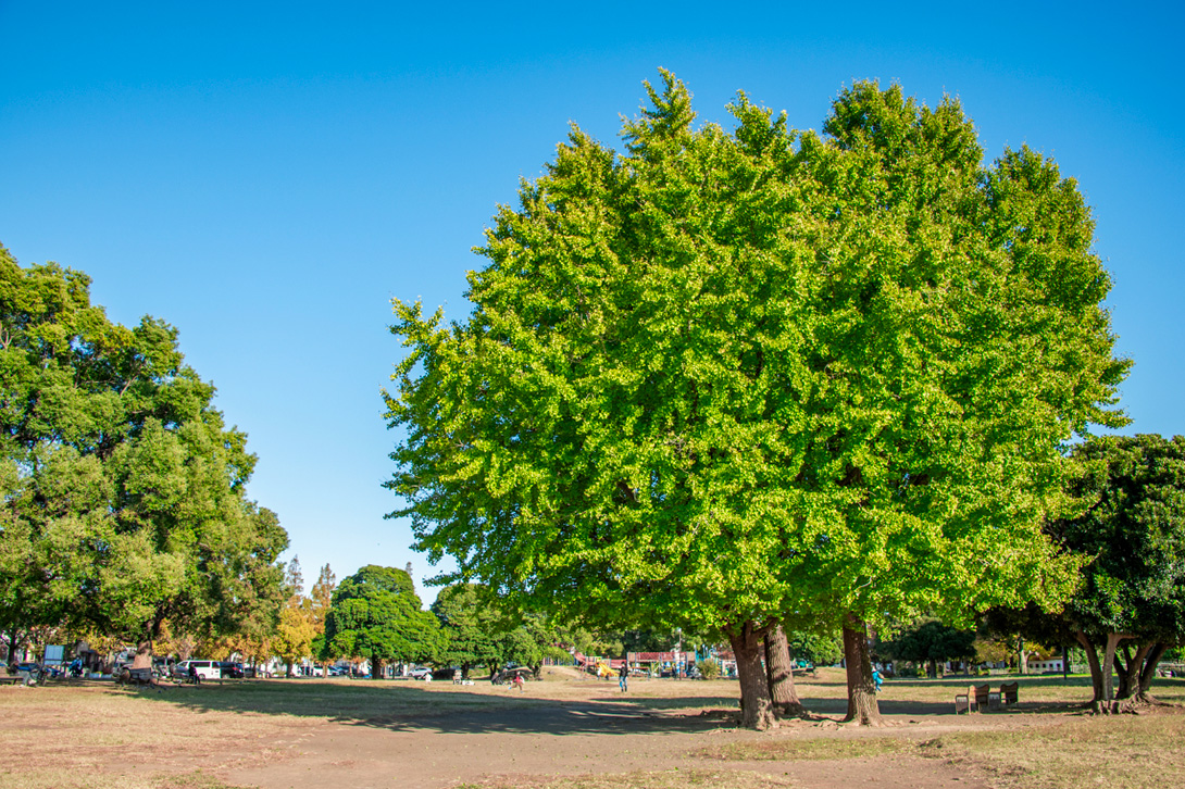 大師公園