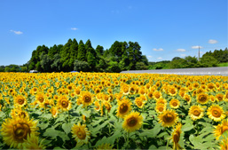  成田ゆめ牧場のひまわり畑