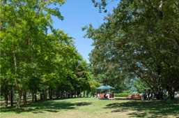  バーベキューや   キャンプが楽しめる赤坂公園