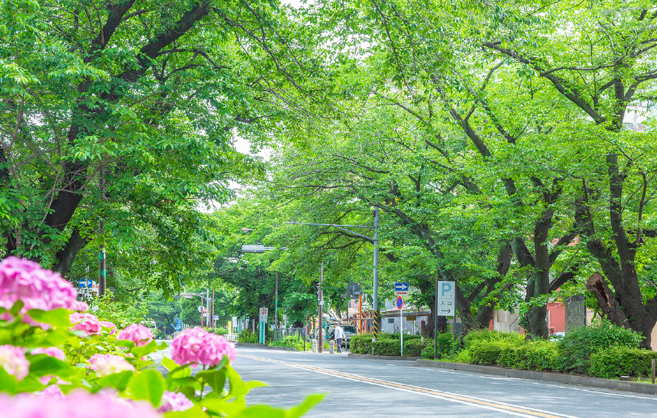 市役所さくら通り