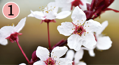 春にピンクの花を咲かせるベニスモモ