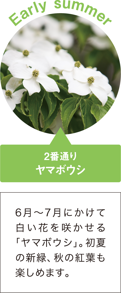 ヤマボウシ 6月〜7月にかけて白い花を咲かせる「ヤマボウシ」。初夏の新緑、秋の紅葉も楽しめます。